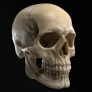 modèle 3D de Crâne humain réaliste - TurboSquid 1325988 Skul