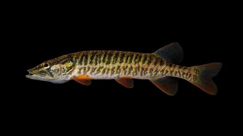 Esox americanus " NCFishes.com