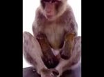Masturbating monkey - YouTube