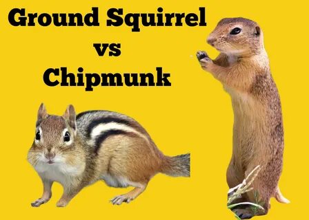/is+chipmunk+or+squirrel+brit