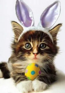 Easter Purrfection Cutest Paw Easter cats, Easter pets, Dogs