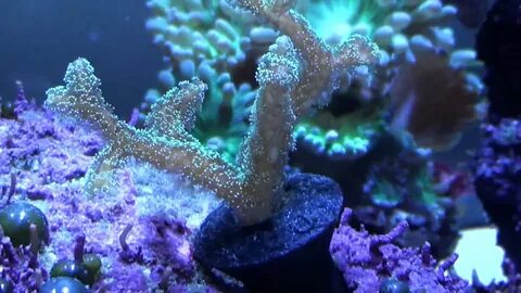 nano tank with sps coral - YouTube
