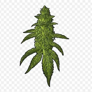 Kush, Weed & Cannabis - YouTube