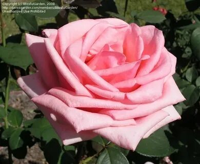 PlantFiles Pictures: Hybrid Tea Rose 'Pink Osiana', 1 by Bli