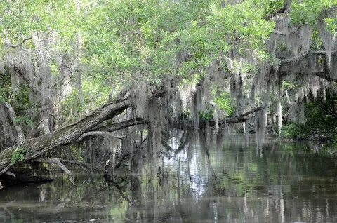 Louisiana Swamp.