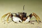 Strange Crab Spider in Flower Stock Photo - Image of hunter,
