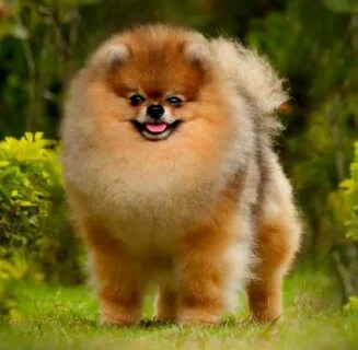 Pomeranian Puppies Golden - Pets Lovers