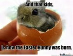 Easter Bunny Meme / EASTER KITTY - Imgflip / At memesmonkey.