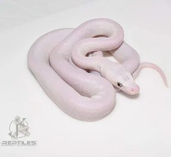 Whitesnakes are the BEST! - Reticulated Pythons - MorphMarke