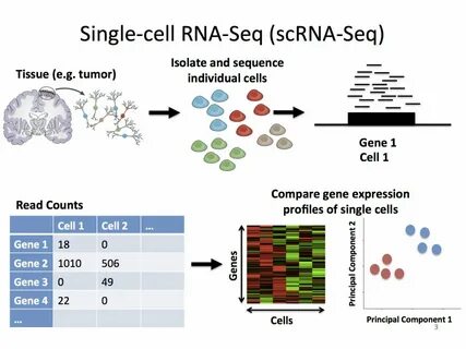 Top Benefits of Using the Technique of Single Cell RNA