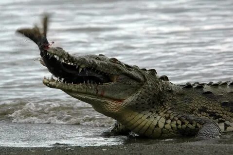 Crocodile+fish/Alligator+turtle - Field Herp Forum