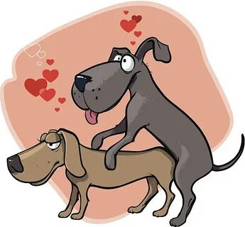 Dogs.Mating Сток видеоклипы - iStock