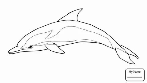 Realistic Dolphin Coloring Pages at GetDrawings Free downloa