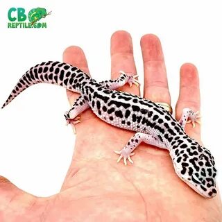 blood leopard gecko for sale baby blood leopard gecko morphs