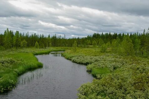 Bakgrundsbilder : landskap, träd, skog, kärr, vildmark, äng,