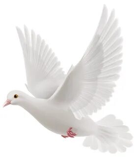 Download Dove White Pigeon Free Transparent Image HD HQ PNG 