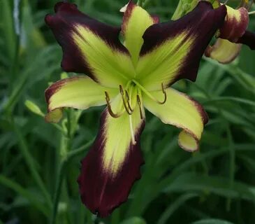 Dynamic Daylilies