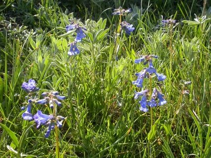 File:Penstemon procerus (3619918544) (2).jpg - Wikimedia Com