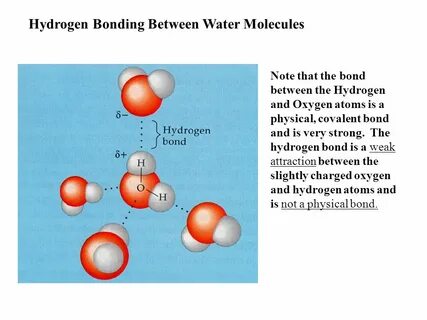 Properties of Water *Hydrogen Bonding *Capillary Action *pH.