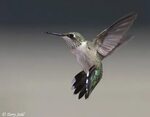 Ruby throated hummingbird, Hummingbird, Bird life list