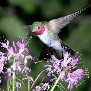 24 in. x 24 in. Hummingbird #1 by Harry Bowden Outdoor Canva