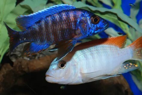 peacock cichlid with red top ice blue ophis Flickr