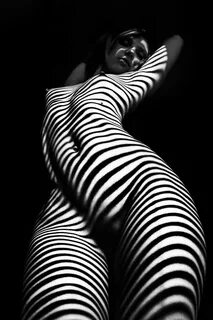 zebra - Limited Edition 1 of 30 Photography by Mikhail Falet