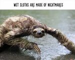 Wet sloths are made of nightmares - Album on Imgur