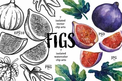 Figs Leaf drawing, Fig, Creative illustration