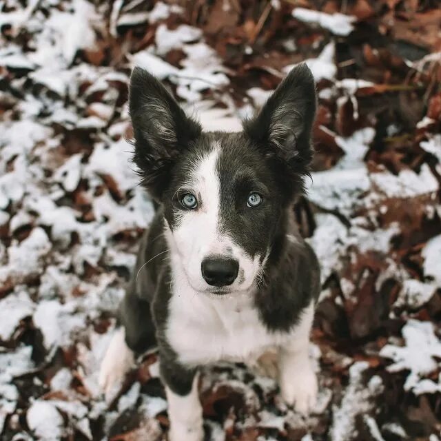 Platinum Border Collies.