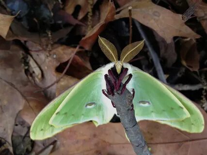 Actias luna - Luna moth (male) 1 Not a second Luna Moth, j. 