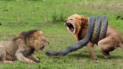 Lions Vs Big Python Snake Real Fight Sanke and Tiger Video T
