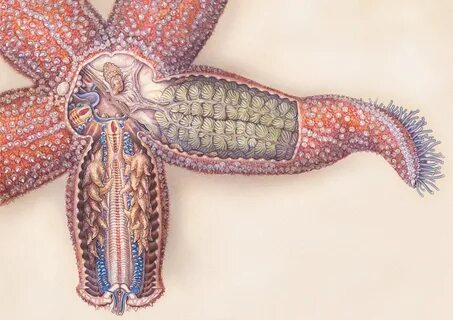 Starfish Anatomy on Behance