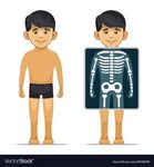 Two cartoon style boy with x-ray screen Royalty Free Vector