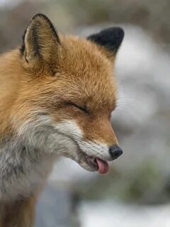 Nov 28, 2018 - Another funny picture of a fox showing his tongue. 