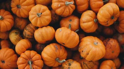 A Round-Up Of Pumpkin Flavored Foods - Ageful