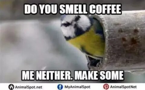 Funny Bird Memes - Stroimm Online
