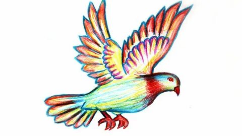 Drawn Colorful Flying Birds Drawing - Goimages Lab