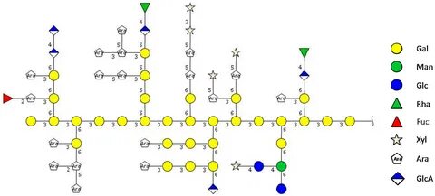 Molecules Free Full-Text Antiadhesive Properties of Arabinog