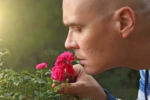 A Bald Man is Sniffing Pink Roses. a Touching Man, Emotions.