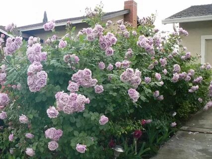 Fragrant Lavender Simplicity Hedge Rose View from neighbor's