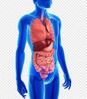 иллюстрация человеческого органа, желудочно-кишечного тракта