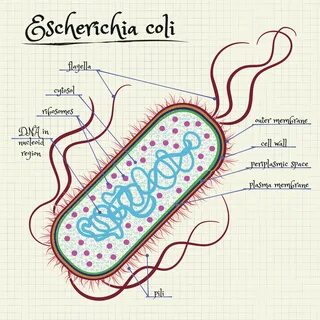 E Coli Drawing at PaintingValley.com Explore collection of E