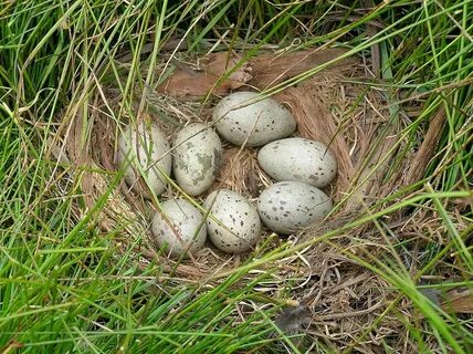 File:Tasmanian Native Hen Nest and Eggs.jpg - Wikipedia