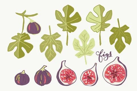 Late Summer Figs - Clip Art & Vectors By Itty Bitty Paper Co