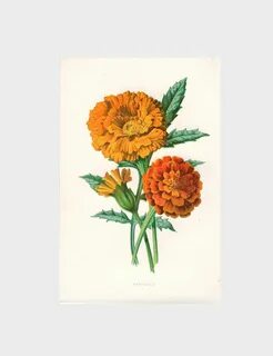 marigold botanical drawing - Google Search Marigold flower, 