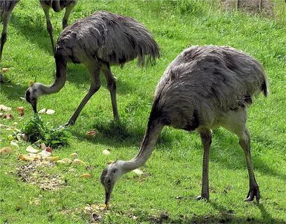 Free Images : wildlife, zoo, beak, ostrich, feather, fauna, 