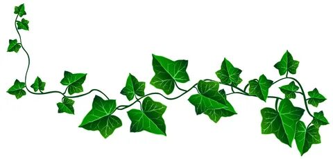 Leaves clipart ivy leaf, Picture #1526792 leaves clipart ivy