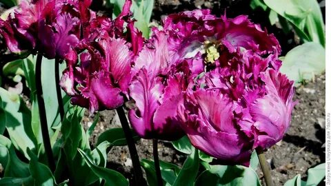 Попугайные тюльпаны: подборка самых эффектных сортов - Это и