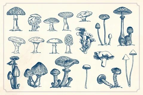 Vintage Mushrooms & Fungi in 2020 Vintage mushroom, Mushroom